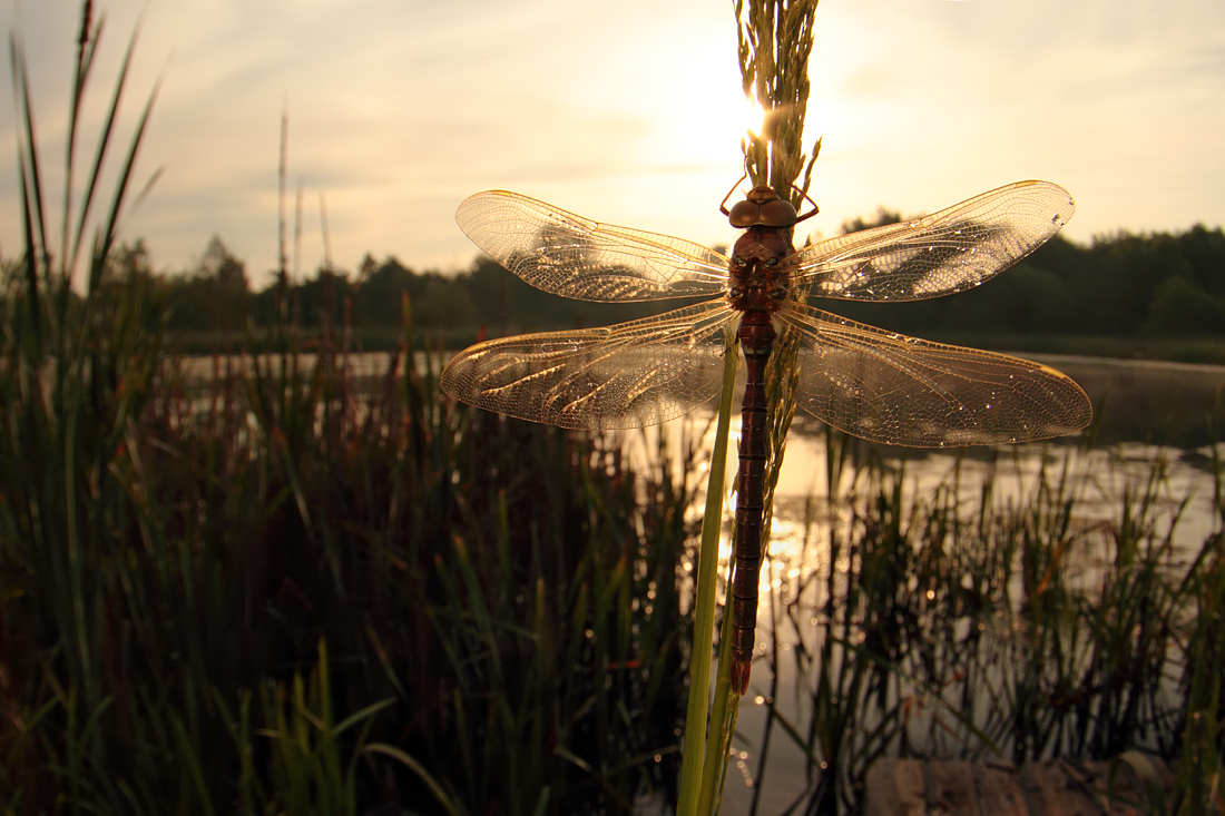 Brown Hawker wideangle 2